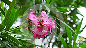 Nerium oleander also called oleander, nerium, bunga mentega, bunga jepun on the tree