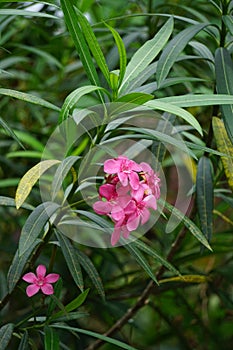 Nerium oleander also called oleander, nerium, bunga mentega, bunga jepun on the tree