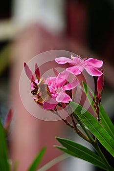 Nerium oleander also called oleander, nerium, bunga mentega, bunga jepun on the tree