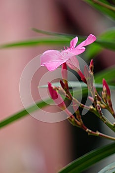 Nerium oleander also called oleander, nerium, bunga mentega, bunga jepun on the tree