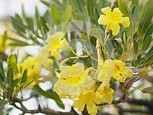 Nerium oleander Apocynaceae Oleander Sweet Oleander Rose Bay yellow Flower beautiful in nature