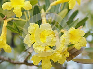 Nerium oleander Apocynaceae Oleander Sweet Oleander Rose Bay yellow Flower beautiful in naturepetal fragility Nerium oleander Apoc