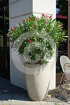 Nerium oleander blooms in a pot in July. Potsdam, Germany.