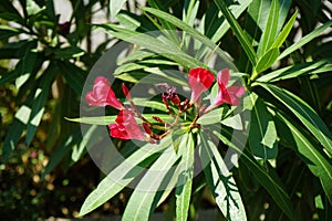 Nerium oleander blooms in a pot in July. Potsdam, Germany.