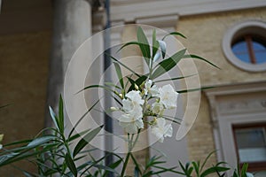 Nerium oleander blooms in a pot in July. Potsdam, Germany.