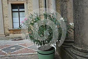 Nerium oleander blooms in a pot in July. Potsdam, Germany.