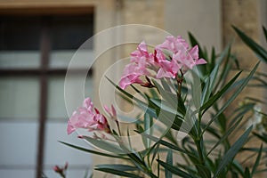 Nerium oleander blooms in a pot in July. Potsdam, Germany.