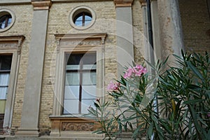 Nerium oleander blooms in a pot in July. Potsdam, Germany.