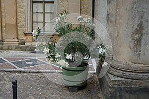 Nerium oleander blooms in a pot in July. Potsdam, Germany.