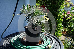 Nerium oleander blooms in a pot in June. Berlin, Germany