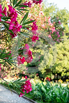 Nerium oleander Bright pink flowers of common oleander close-up on background of botanical garden Spring blossoming and