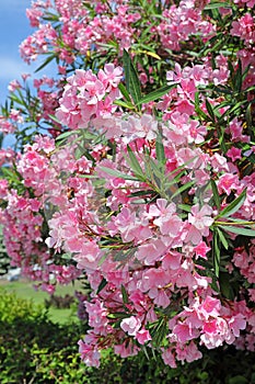 Nerium oleander. Bush with pink flowers oleander close-up