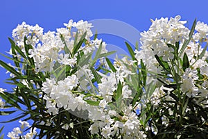 Nerium oleander. Bush with white oleander flowers close-up