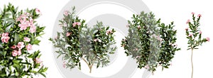 Nerium oleander bushes in blossom isolated on white background. 3D render.