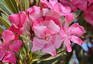 Nerium oleander