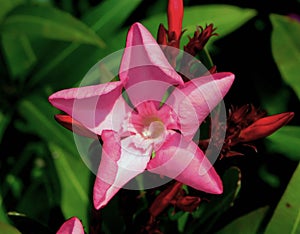 nerium oleander pink flower photo