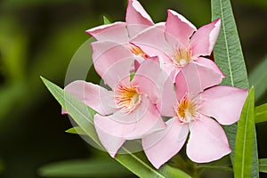 Nerium oleander, evergreen shrub or small tree in the dogbane fa