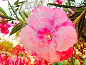 Nerium oleander Flower