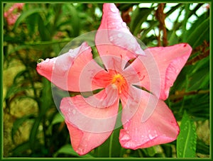 Nerium oleander flower background wallpaper fine art prints