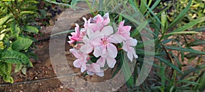 Nerium oleander flower