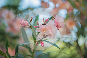 Nerium oleander flower and leaves