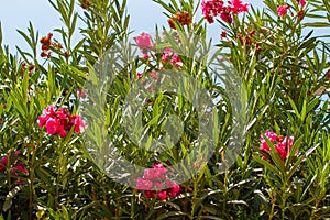 Nerium oleander, flowering bush of pink oleander