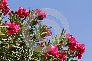 Nerium oleander, flowering bush of pink oleander