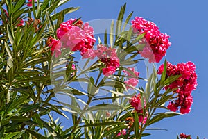 Nerium oleander, flowering bush of pink oleander