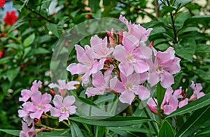 Nerium oleander flowers at sunny day