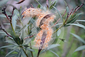 Nerium oleander. Fruits and green leaves