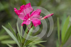 Nerium oleander Hardy pink, lilac-red flower in close-up