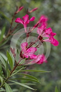 Nerium oleander Hardy pink, lilac-red flowers