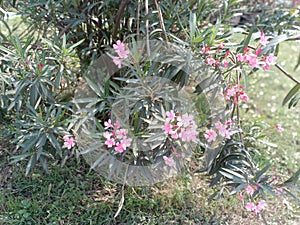 Nerium oleander  most commonly known as nerium or oleander, is a shrub or small flower tree  at highway at darbhanga muzaferpur in