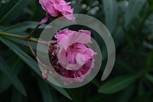 Nerium oleander-Nerium indicum Mill.