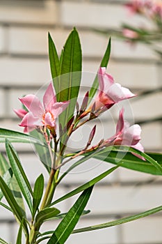 Nerium Oleander Petite Salmon oleander