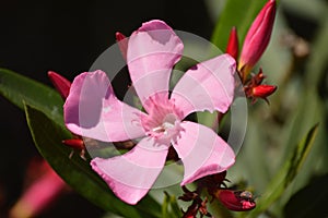 Nerium oleander. Pink flower and green leaves. Faux Laurel