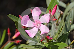 Nerium oleander. Pink flowers and green leaves