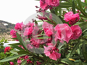 Nerium oleander plant with pink flowers