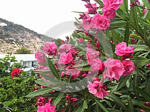 Nerium oleander plant with pink flowers