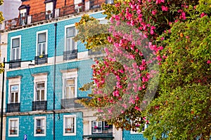 Nerium oleander plant with pink flowers growing in Lisbon old town, Portugal