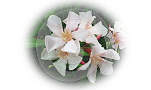 Nerium oleander Provence is an evergreen shrub with bunches of triple, scented, white or soft-pink flowers.