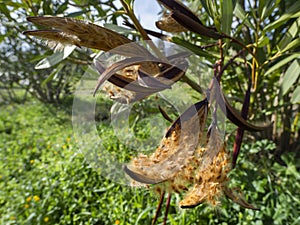 Nerium oleander seeds in a pod on the branches