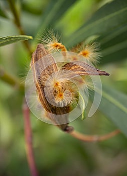 Nerium oleander seeds in a pod close-up