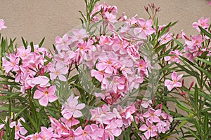 Nerium oleander shrub in bloom