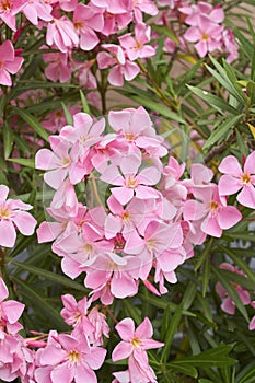 Nerium oleander shrub in bloom