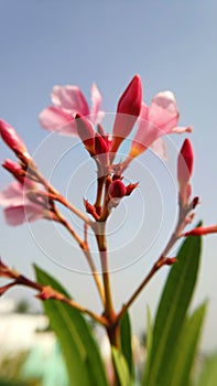 Nerium oleander is a shrub or small tree in the dogbane family Apocynaceae