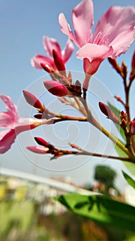 Nerium oleander is a shrub or small tree in the dogbane family Apocynaceae