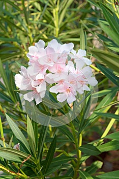 Nerium oleander photo