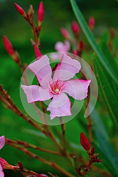 Nerium oleander summertime flowers in white red pink blur photo