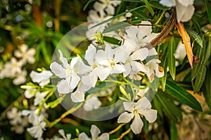 Nerium Oleander Toulouse, white flowers, close up